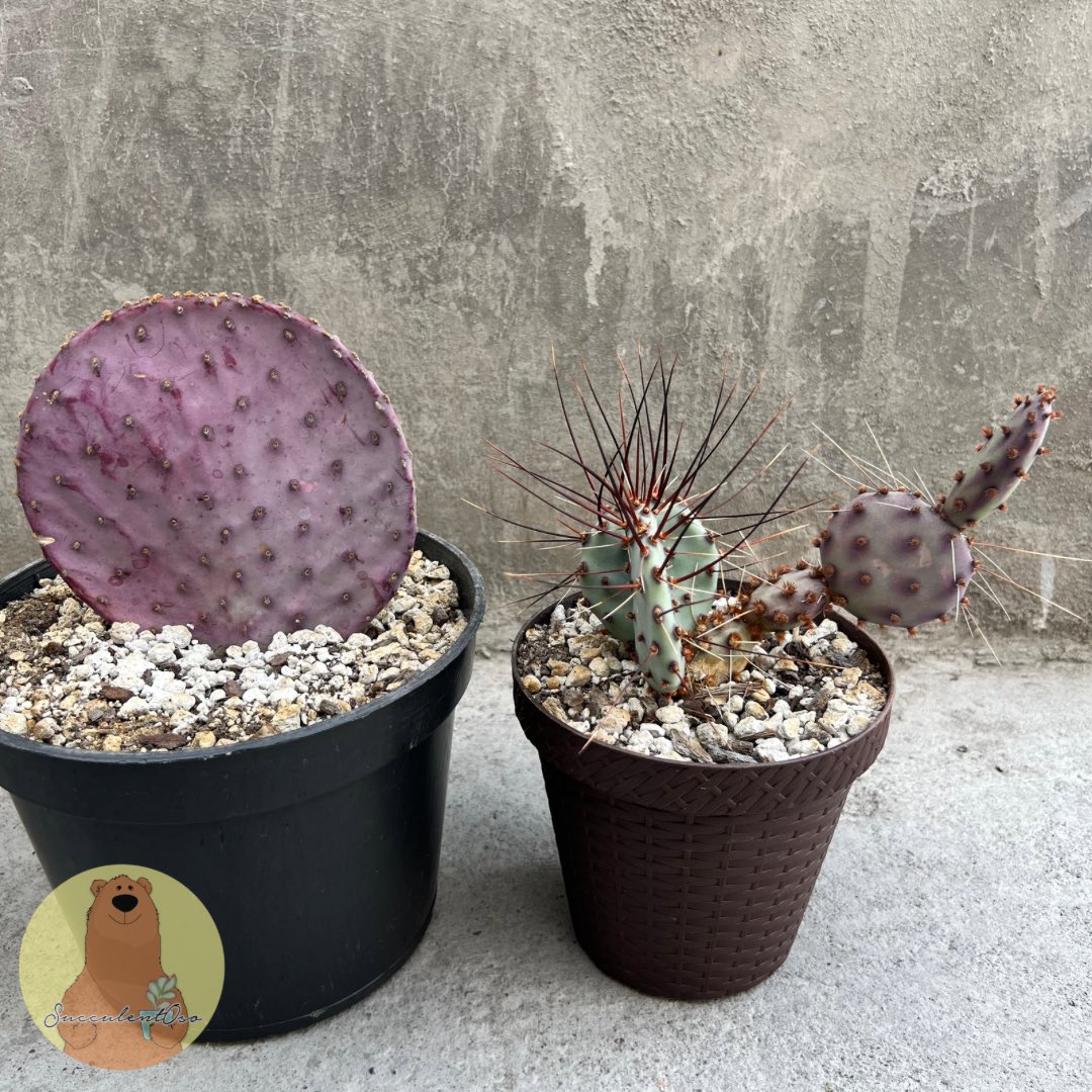 Muy notoria la diferencia entre Opuntia Santa Rita ⬅️ y ➡️ Opuntia Santa Rita Baby ☺️ #SucculentOso 🐻