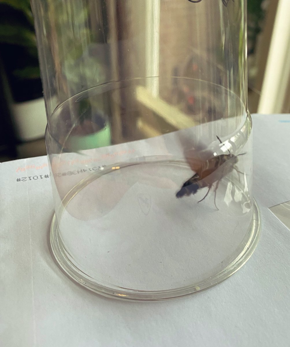 Kolibrie vlinder in huis.