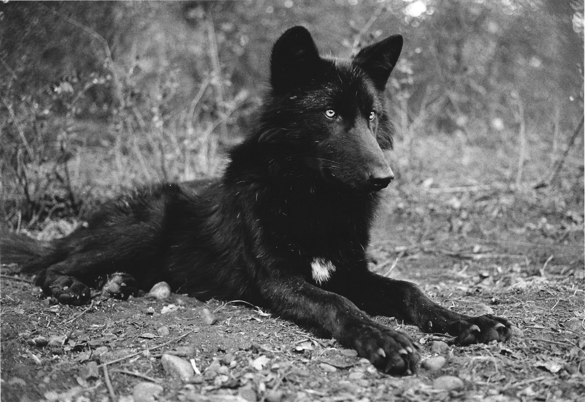 In a 2022 research article by Sarah Cubaynes et al., we learn that the genetics responsible for black coats in wolves also confer a survival advantage during outbreaks of canine distemper virus. The full article is available to read here: zoology.ubc.ca/edg/pdfs/Cubay…