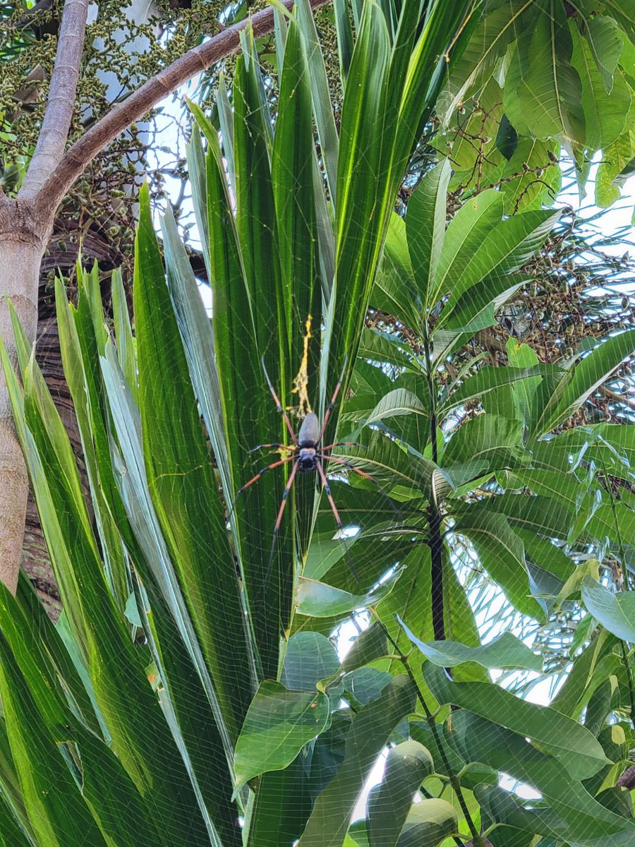 For sure!

The only other candidate is this guy outside the convention center and he’s not even a vertebrate!