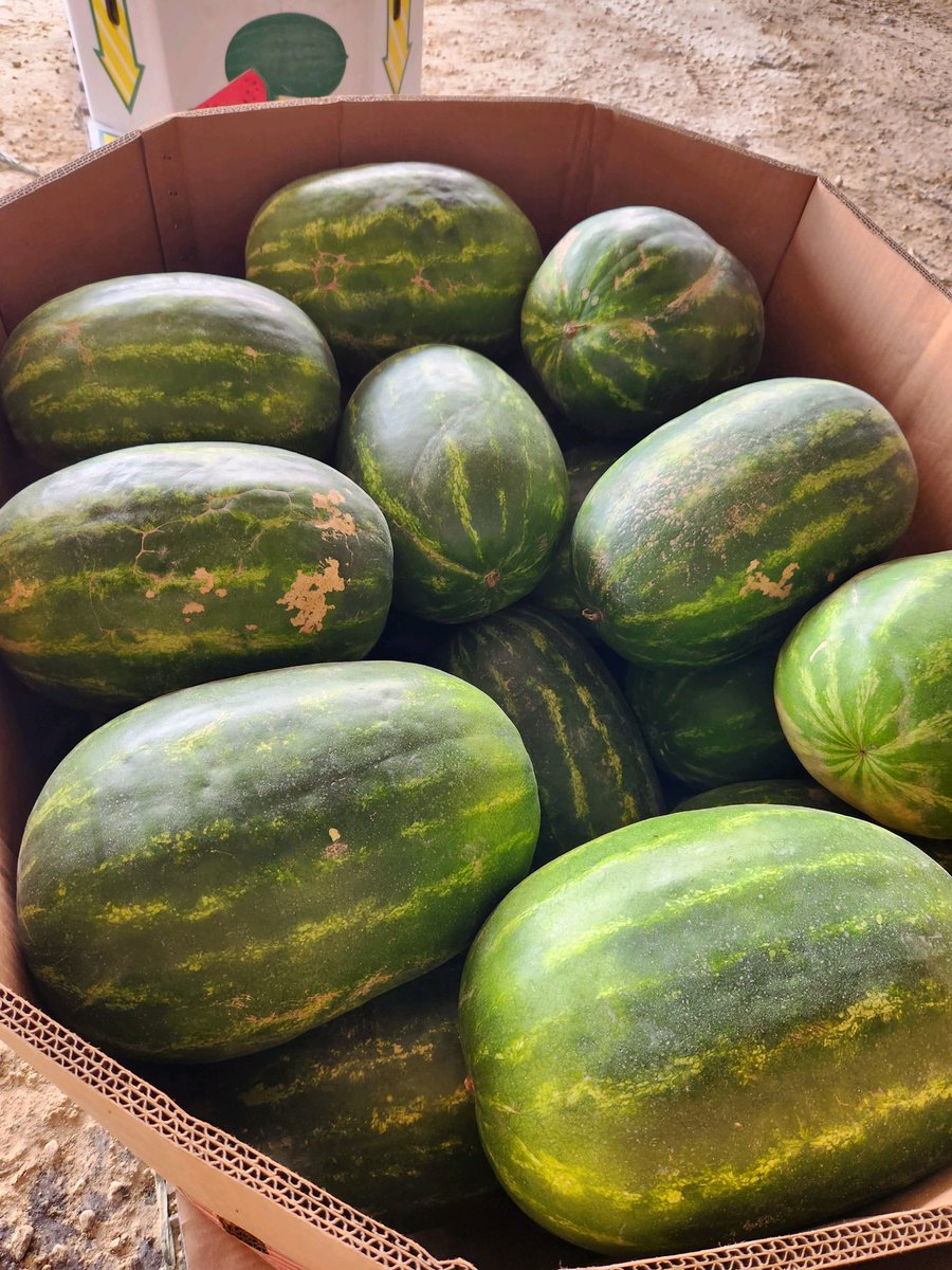 I got them seeded watermelon $15ea