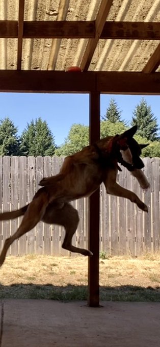 Pips can be a bit extra https://t.co/KEmrEIoJBV<a href="/tag/jordancon"class="tags"><span>#jordancon</span></a><a href="/tag/jordancon2024"class="tags"><span>#jordancon2024</span></a>