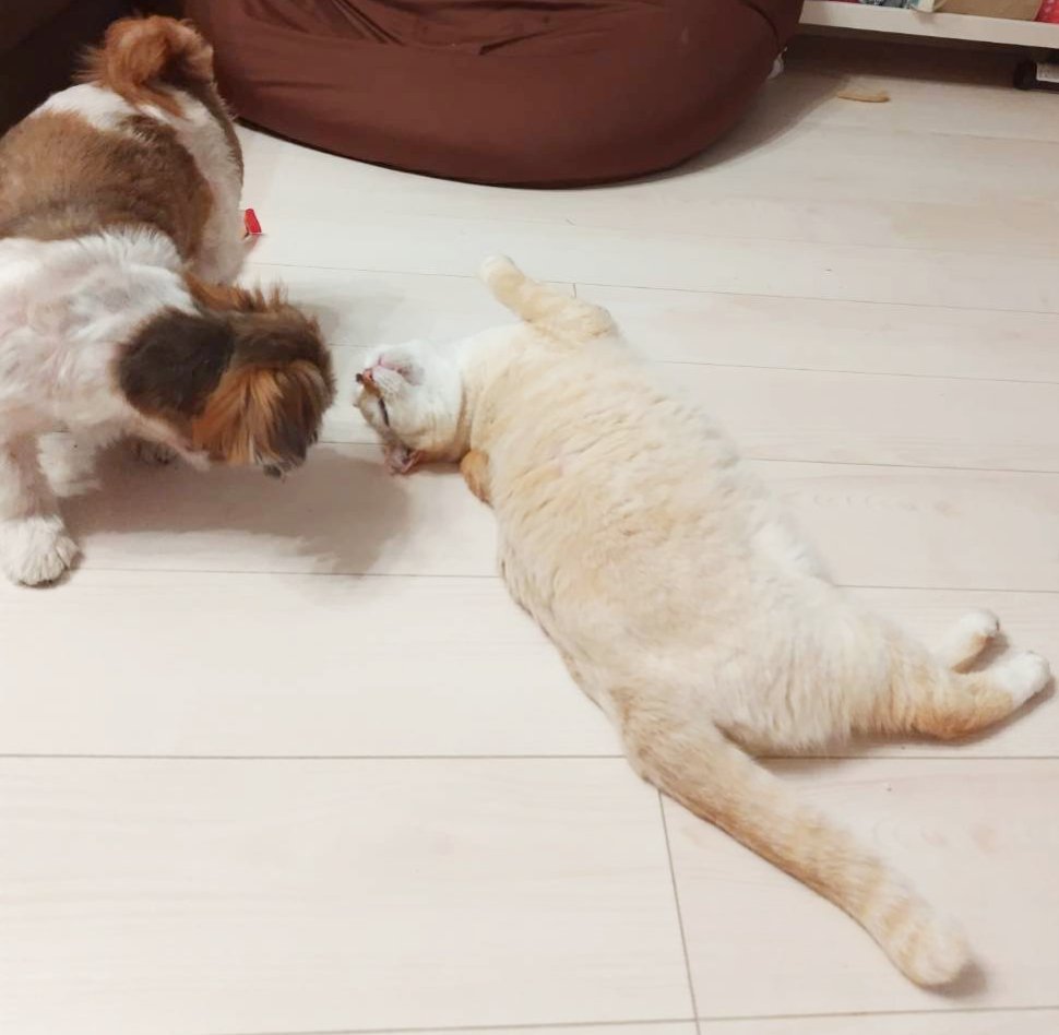 omotiboltuko's tweet photo. 犬様と猫様の友情は成り立つのか！
まだまだ警戒心の強いお二人
#ねこのいる幸せ #猫好きさんと繋がりたい #猫のいる生活 https://t.co/eWpIgpKUI5