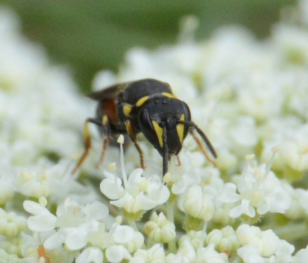 rine_matt's tweet photo. Went to Patuxent Visitor Center today, and it was absolutely perfect out. Also got some cool pics of this cutie. An Ornate Masked Bee, I think. Some Hylaeid, at the very least. https://t.co/jZFNxnxyq2