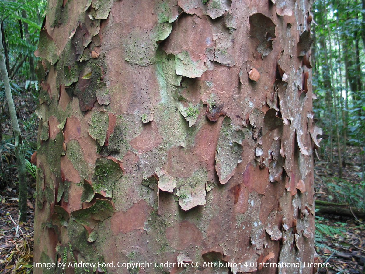 Agathis australis 🤩 a constant favourite in the Aus wet tropics. This beauty's flaking bark, colour and straight shooting trunk stands out from a mile away. Our plots track a number of these star individuals over the course of many decades. #botany #Ozflora #TwitterNatureLovers