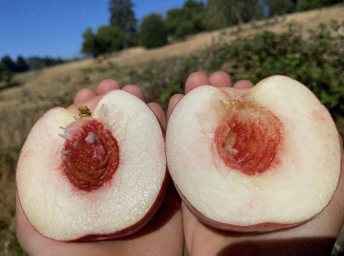 Thursdays on the Plaza! Comin’ in strong tomorrow 4-7pm with the stone fruit, produce, baked goods (so you can leave your dang oven off all of August), fresh bouquets🌻 and more. Live music &amp; a beer garden, which is what we like to call “Portland-style”. 
Link in bio for details