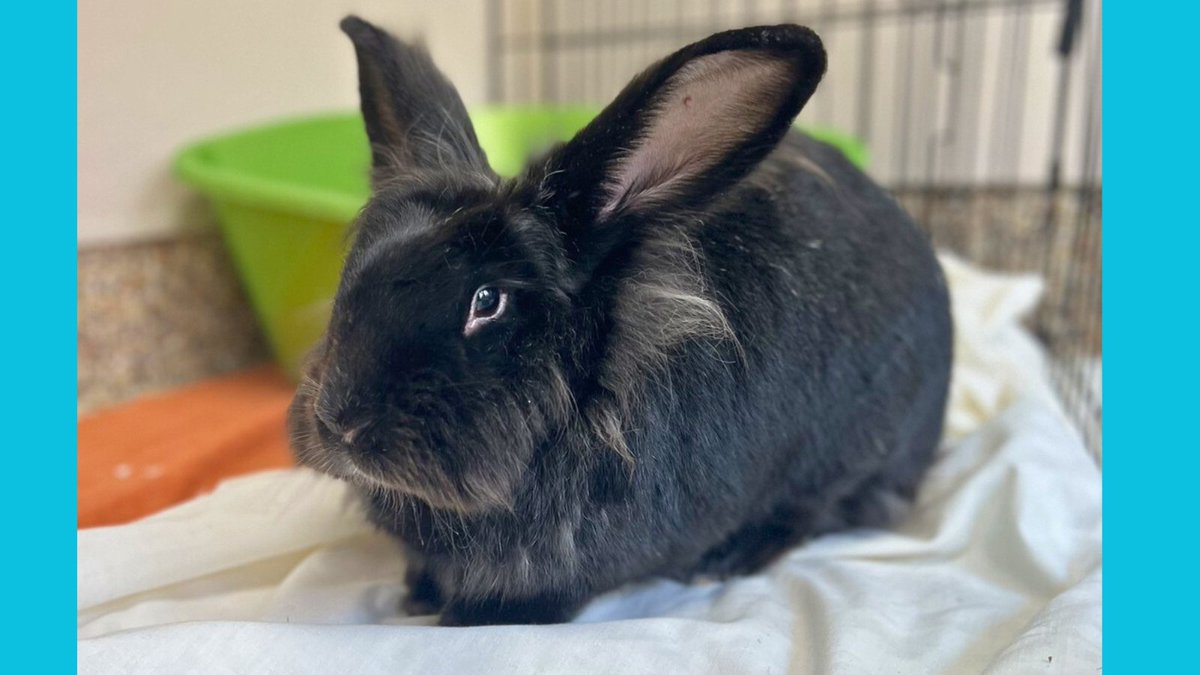 EdmontonHumane's tweet photo. A calm, quiet & serene home to relax & recharge - sounds nice, doesn’t it? #EHSpet Alita the Flemish giant agrees!
Learn about Alita on @GlobalEdmonton from @DrTedPurcell @Daintre_ & discover all the ways you can support our furry friends at EHS: https://t.co/yXRRsoEz3E https://t.co/nF09WTDQeq
