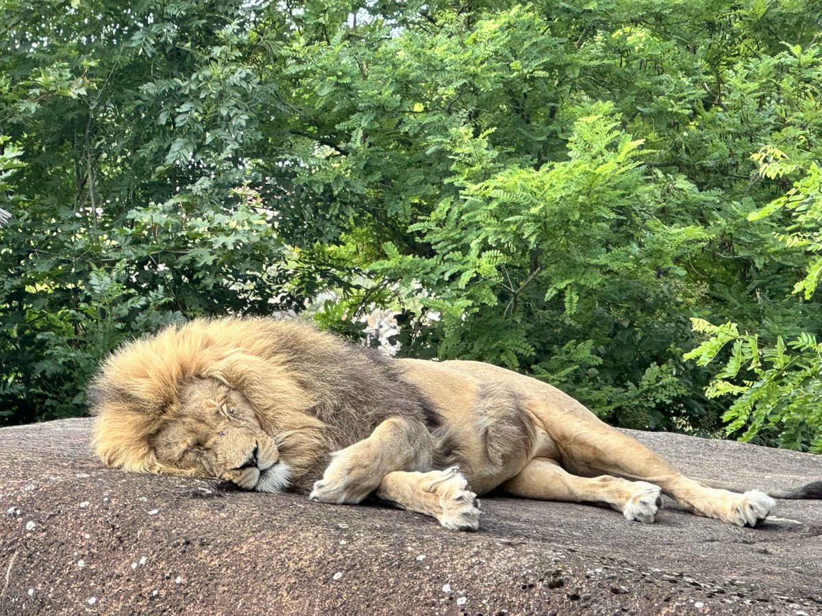 The_sassy_king1's tweet image. //Just two kings sleeping 😴😂

#samepicture