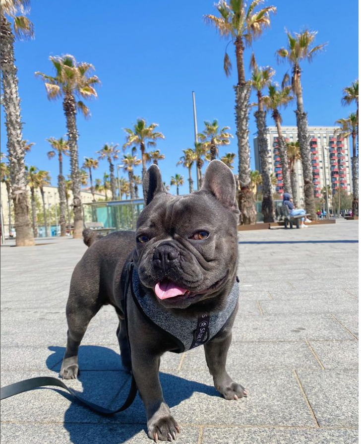 FrenchBullDogd5's tweet photo. Lost in between 🌴💙🐾
.
.
#frenchie #frenchbulldoguk #frenchies #frenchiesuk #kent #kentdogs https://t.co/2S5VCSVVfL