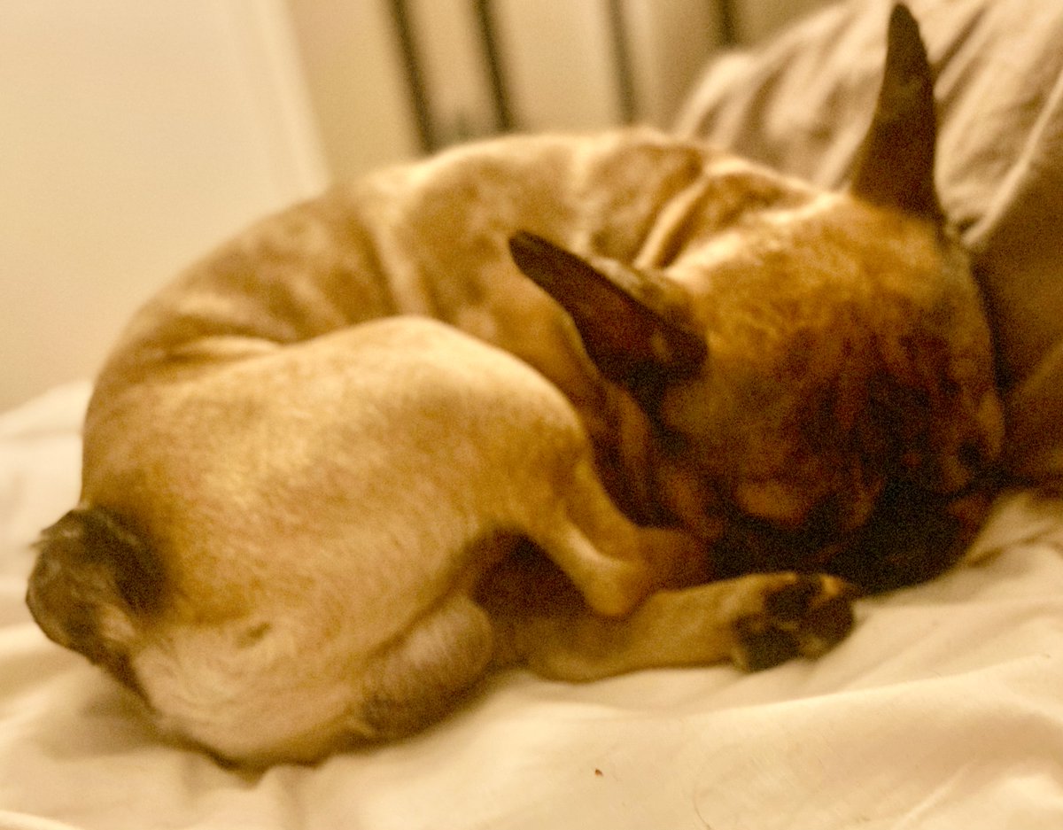 CandAoldwoking's tweet image. ***Ghengis Update***

Ghengis is relaxed, back still sore and in a bit of pain but his biggest problem this evening has been snoring himself awake……..twice!  
#stonedghengis #ghengissnores #frenchieproblems 

crownanchor.co.uk