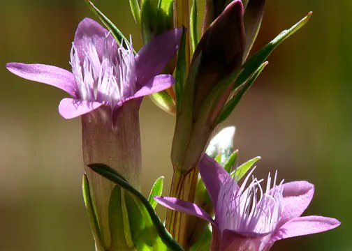 BachRemedies's tweet photo. Gentian needs the warmth of the sun before it will dance with life. 

Perhaps Bach sat and watched the flowers opening to the sun and closing when the clouds returned to understand that it is an essence to help lift feelings of overwhelm and gloom. 

https://t.co/iogMEb2S14 https://t.co/f3t204Xnor