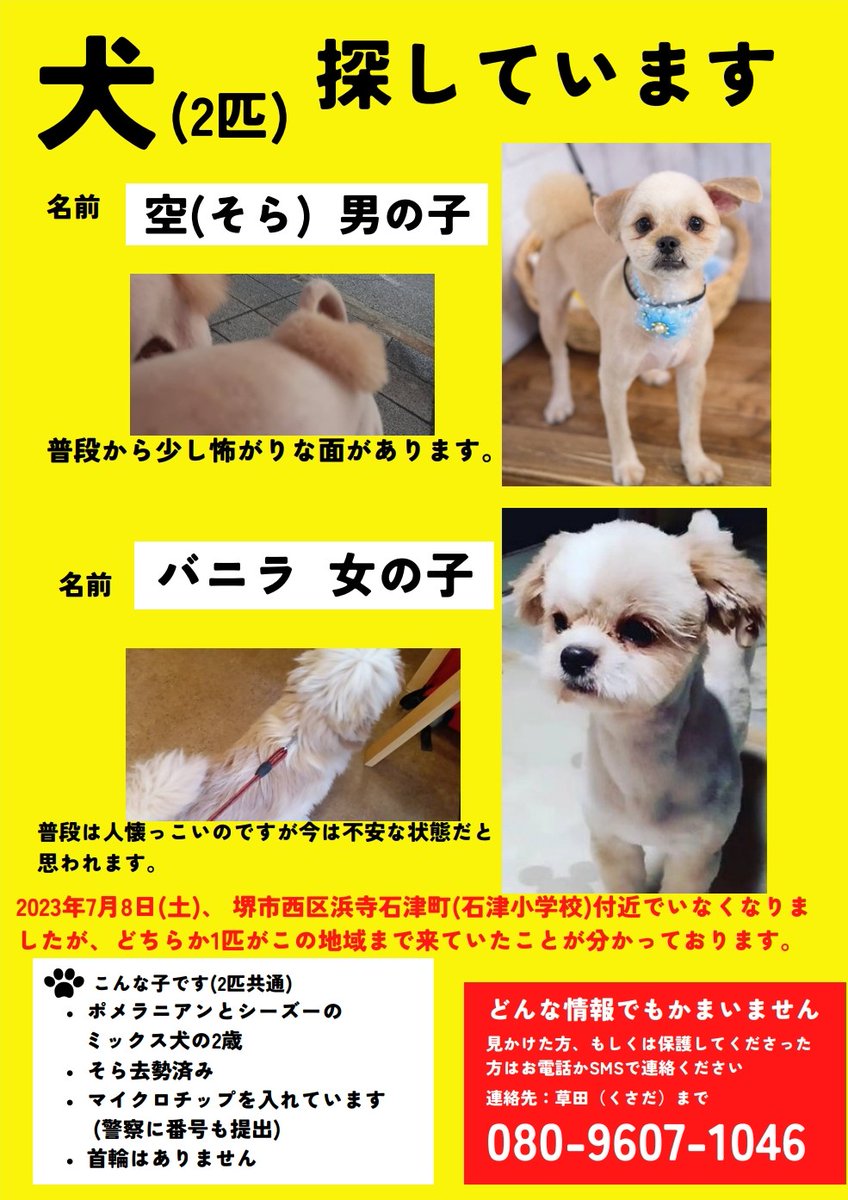 sym4610's tweet photo. バニラとソラに似た子見た方いませんか？お盆で大阪に来る方もし良かったらバニラとソラに似た子を気にかけて欲しいです。自宅の庭など休憩できそうな所ある所覗いて欲しいです。全く目撃情報がなく本当に皆さんご協力お願いいたします。#迷い犬 #拡散希望RT協力お願いします https://t.co/eD1yasvVDS