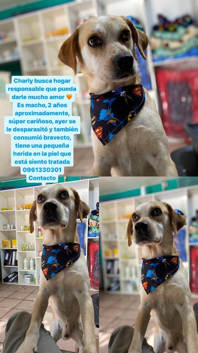 Grisel_Gonzalez's tweet photo. En adopción 🐶 🙏🏻 https://t.co/orMqMwgDzn
