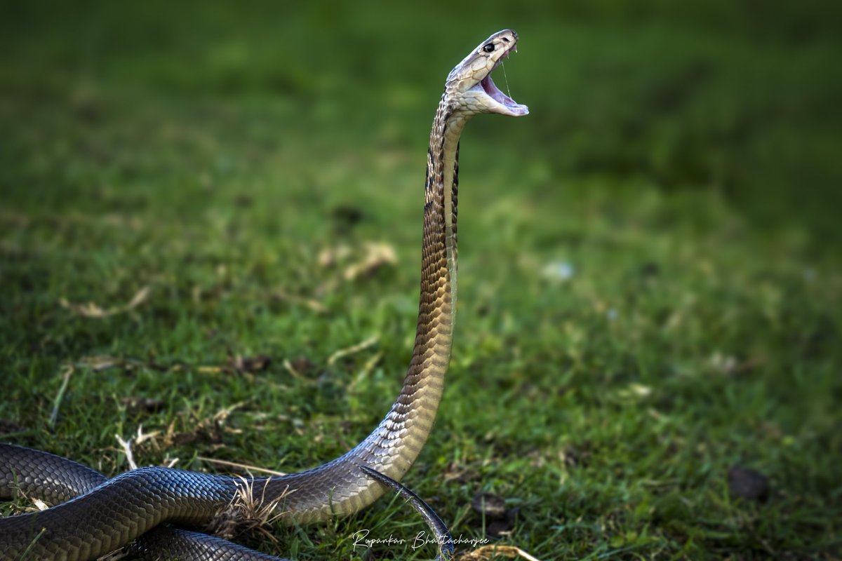 RupankarBhatta's tweet photo. 🐍 Witness the majesty of the Monocled Cobra! Its intense gaze reveals its aggressive nature - a captivating sight! In the wild, they play an essential role in the ecosystem, deserving our respect from afar. Appreciate their beauty responsibly. Thank you @SonyAlpha for the #a6600 https://t.co/fsVD84cHsF