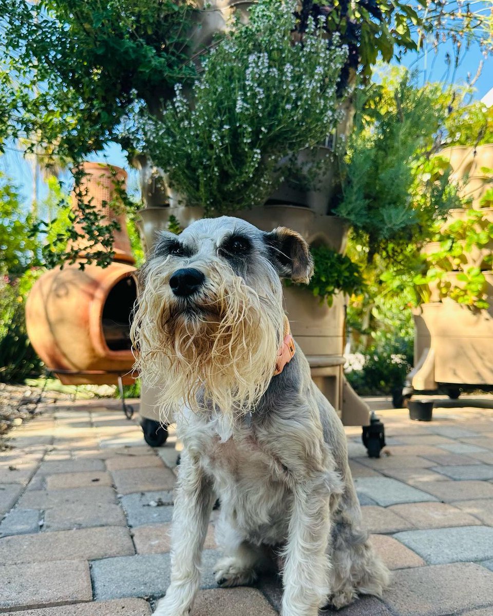 The best garden helper 🐾

📸: garden_nurse on Instagram