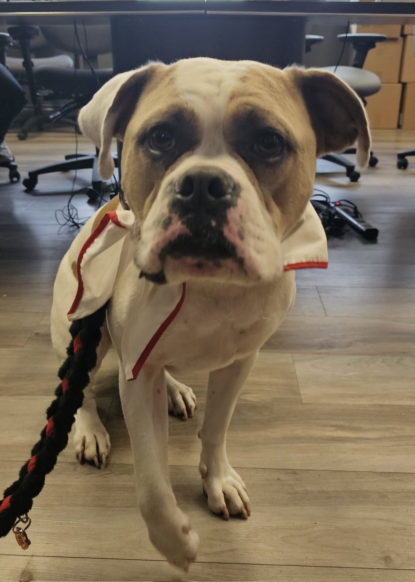 Meet Monty ...... Monty is one of the therapy dogs from St. John's Ambulance that will be attending MHCC and Vanier regularly for staff and inmates starting in September. #MentalHealthMatters #PTSD <a href="/OPSEU/">OPSEU/SEFPO</a> <a href="/ONsafety/">Ministry of the Solicitor General</a>