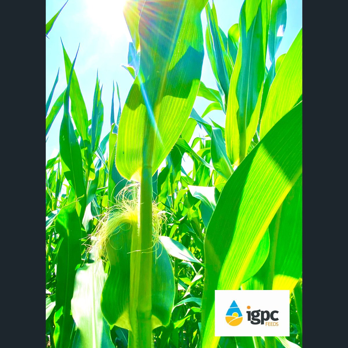 AlcoEnergyCA's tweet image. Pollinators are crucial to the ethanol industry! As corn in our area comes into tassel, pollination is critical for optimal yield. Bees, butterflies &amp;amp; other pollinators ensure successful fertilization, leading to robust corn production for ethanol production. #PollinatorPower