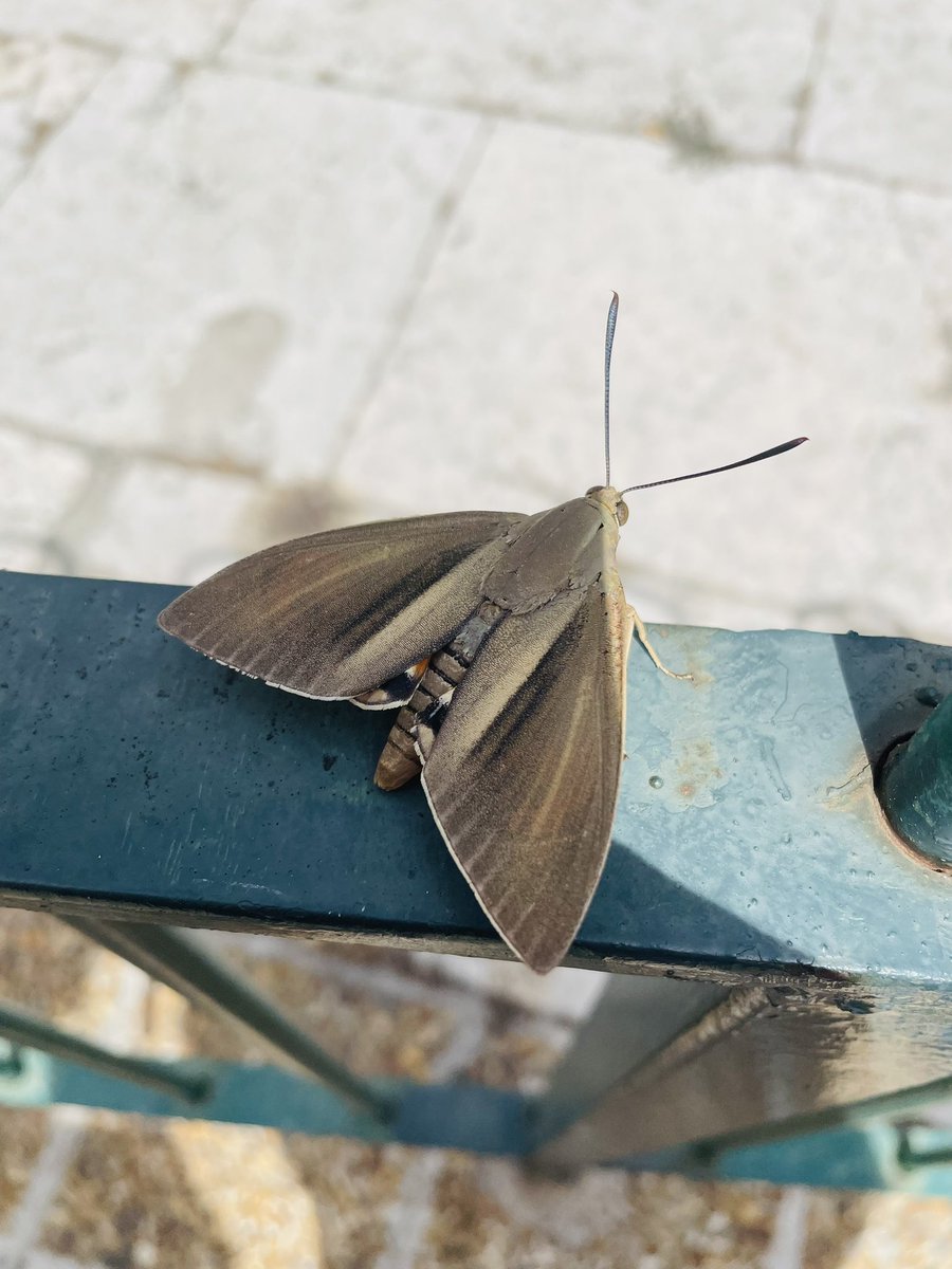 hemdoshi78's tweet photo. Palm moth, Nice #france https://t.co/29akfnfsi7