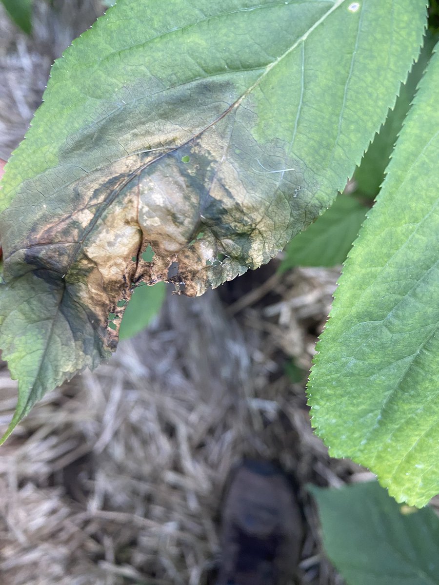 I am also finding young pensions of P. cactorum  on ginseng plants.