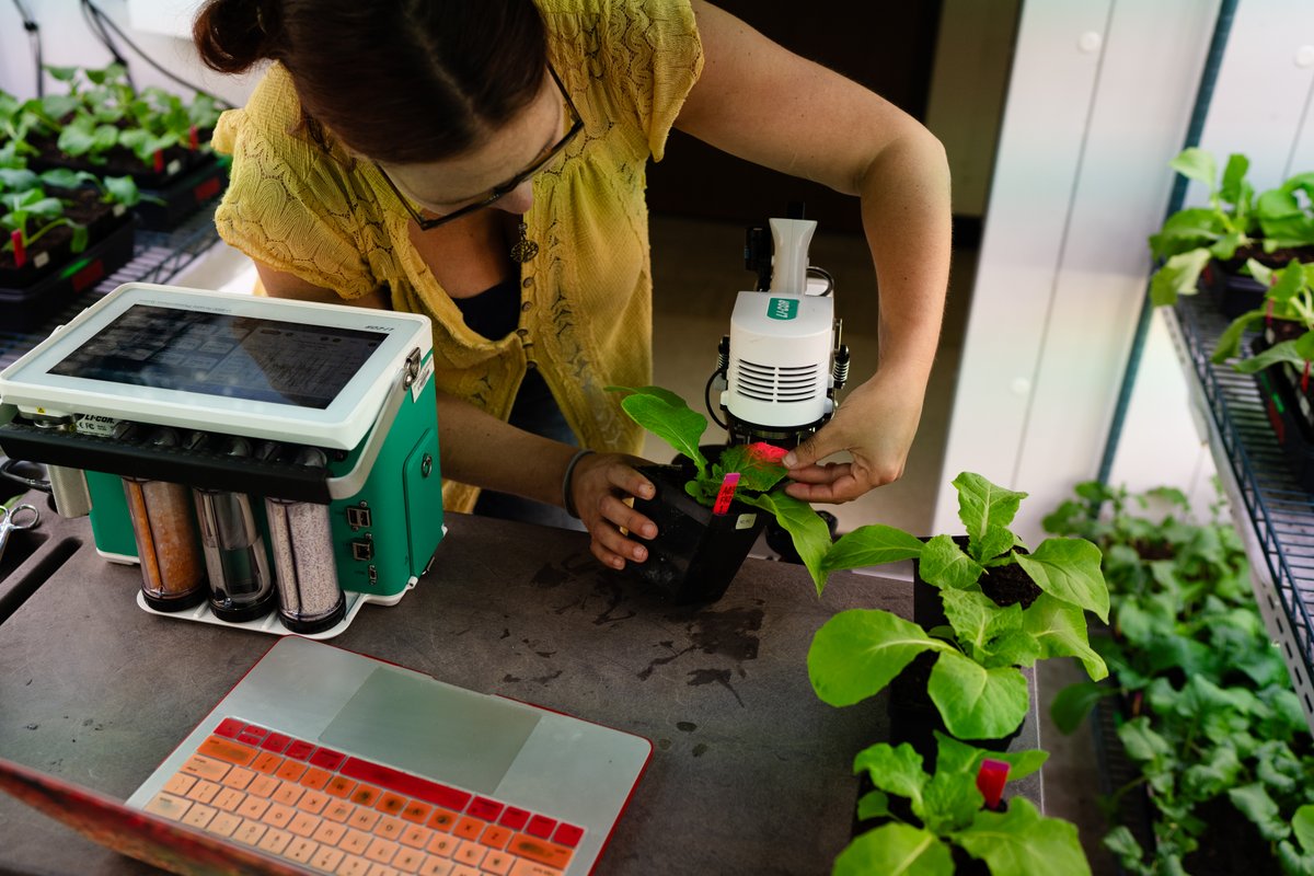 UMN CBS (@umncbs) on Twitter photo Angela Ricono spends a lot of time with cabbage. Not because it’s tasty or cute (though she says it is)— but because it’s a good model to test stress response in crop plants.  Angie studies how plant’s circadian clocks relate to stress response and regulation. <a href="/phytograds/">Phytograds</a> Angela Ricono spends a lot of time with cabbage. Not because it’s tasty or cute (though she says it is)— but because it’s a good model to test stress response in crop plants.  Angie studies how plant’s circadian clocks relate to stress response and regulation. <a href="/phytograds/">Phytograds</a>