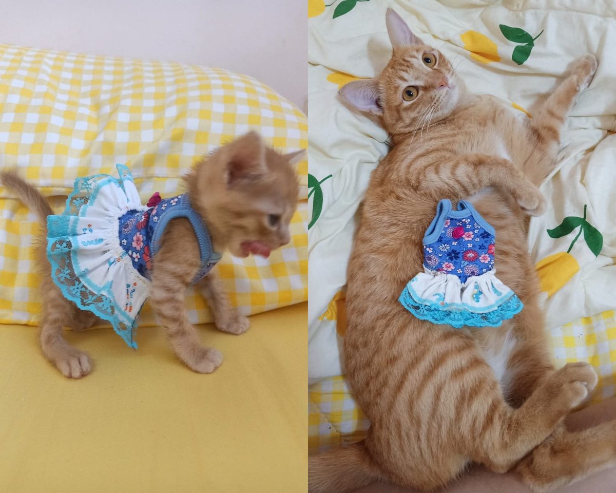 Why you should have a cat tweet media