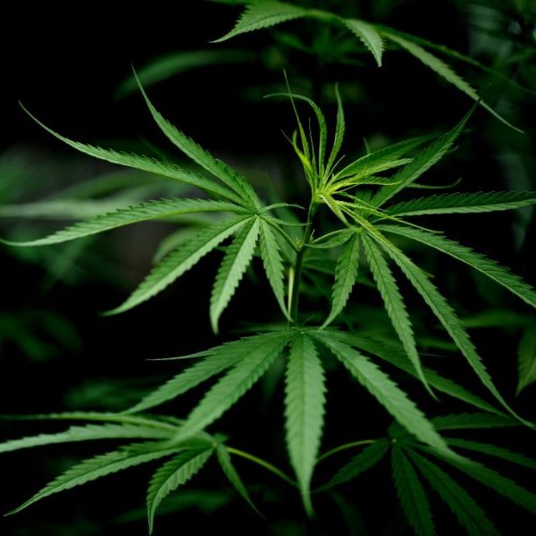 poptime's tweet photo. “A maconha é uma droga mais leve. Não se trata de opinião, é uma comprovação científica”, afirma Alexandre de Moraes durante seu voto sobre a descriminalização das drogas.