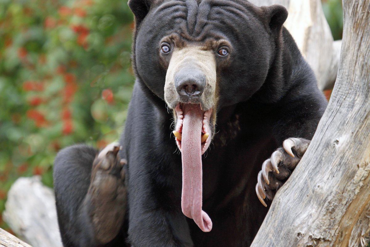 stlzoo tweet picture