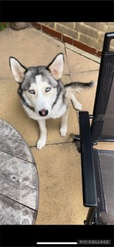 🆘1 Aug 2023 #Lost MIST #ScanMe
YOUNG Black Brown White Siberian Husky Male
Wandsworth Road #NineElms #London #SW8 
doglost.co.uk/dog-blog.php?d…