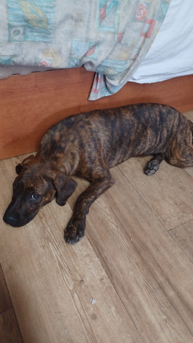 #Rubí: bebe de 3 meses, muy bueno y cariñoso, demasiado cariñoso con gatos. Con otros perros está bien. Se da en adopción responsable. Tel contacto: Candi 681979517.
Si no puedes adoptarlo, por favor ayuda a difundir📣📣📣 ¡¡Gracias!!
#XarxaBarcelonaAdopcions