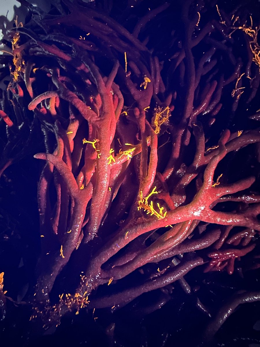 I also discovered that dead man’s fingers, #Codiumfragile under a UV light can do this!! But why?
#phycology #seaweed