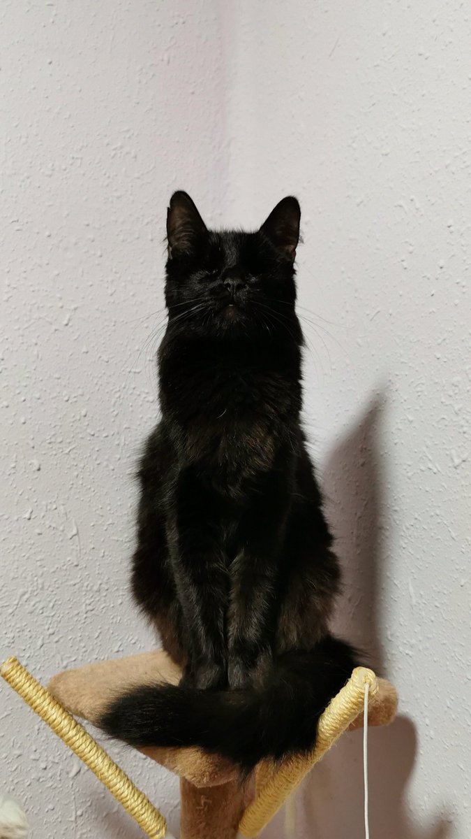 Alfkelso's tweet photo. @BaityBait Lo creas o no, es ciega. Corre, salta y no se tropieza nunca, es una pasada. Es más increíble que un juego de Kojima no te digo más. 😜 https://t.co/DIXtJA6Kzi