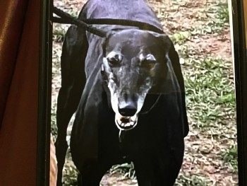 millypod1's tweet photo. 🆘29 Jul 2023 #Lost MILLIE #ScanMe #Tagged
Black Greyhound Female
Ran off at 11:30pm with 2 other family dogs they have returned without Millie😢
Attlee Avenue #Rossington #Doncaster
#SouthYorkshire #DN11
https://t.co/6mYWhTh6cI https://t.co/CWhkpFmGwC