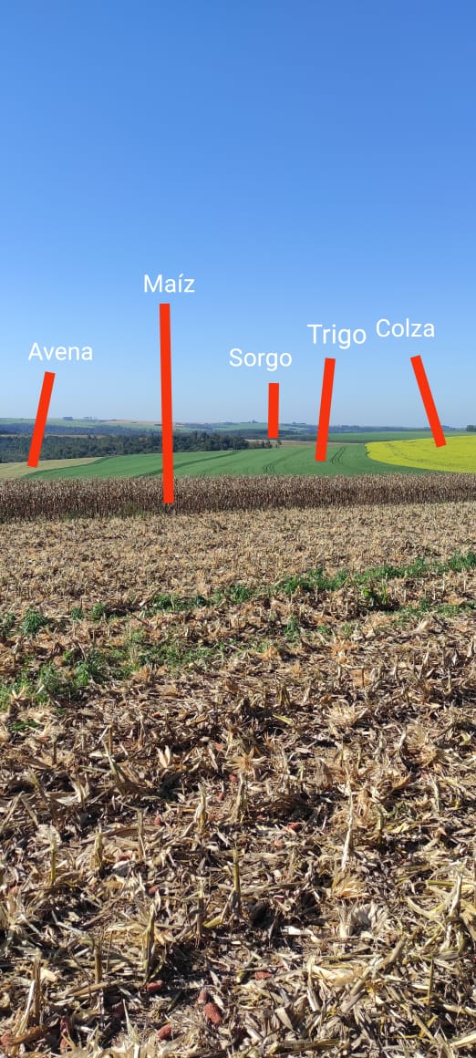 Donde en verano hay soja en invierno van todos estos cultivos. El agricultor no sólo hace rotación constante si no q también produce tu comida. Tu avena p/ el quaker, el maíz para tu yes yes, el sorgo p/ tus cereales, el trigo p/ tus planificados y la canola para tu aceite.