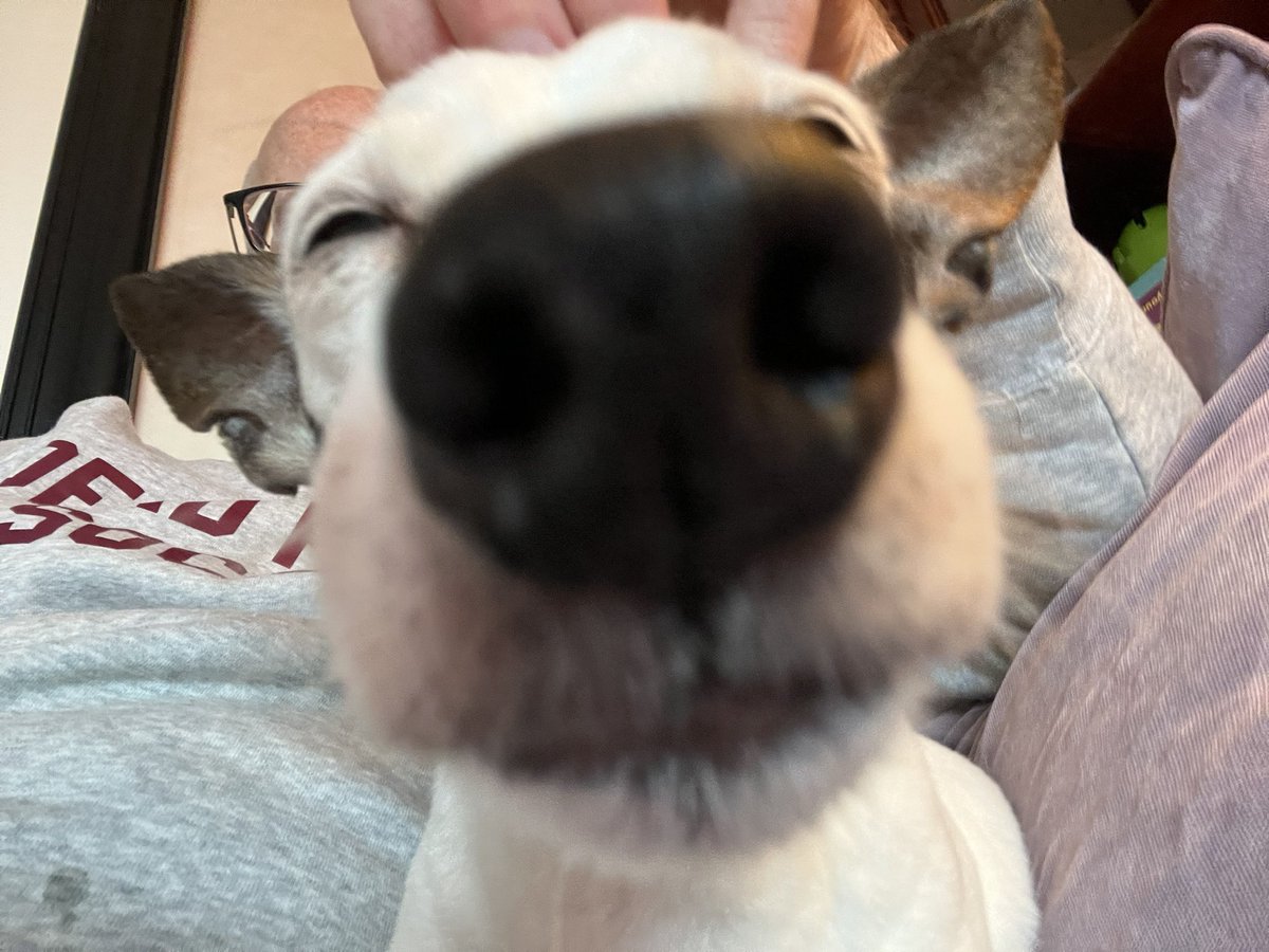 RenfrewCatman's tweet photo. This is my boy Nacho.
We got him from the @ScottishSPCA around 15 years ago and he was about 2 at the time.
He might have had a rough start to life but he is a well loved old pup now 🐾 
Feel free to introduce your dogs below, I’m always happy to see a dog picture!
#DogWalker https://t.co/ShNErviLo3