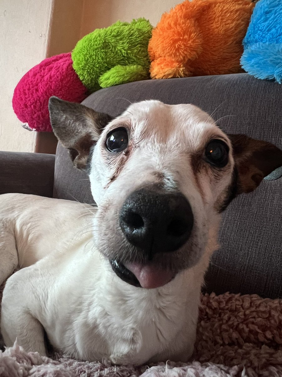 RenfrewCatman's tweet photo. This is my boy Nacho.
We got him from the @ScottishSPCA around 15 years ago and he was about 2 at the time.
He might have had a rough start to life but he is a well loved old pup now 🐾 
Feel free to introduce your dogs below, I’m always happy to see a dog picture!
#DogWalker https://t.co/ShNErviLo3