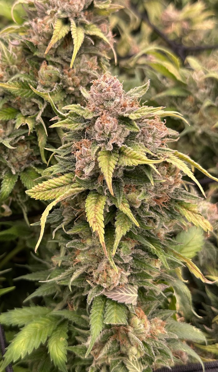 Shores of Venus is an amazing strain for its colors and aromas this one is for sure a keeper for anyone willing to  venture out with this in their garden as will surely prove its worth
Link in Bio

#Greenhandgenetics #Weedsmokers #Flowers #Garden #Cannabis #JGYO #Greenthumb
