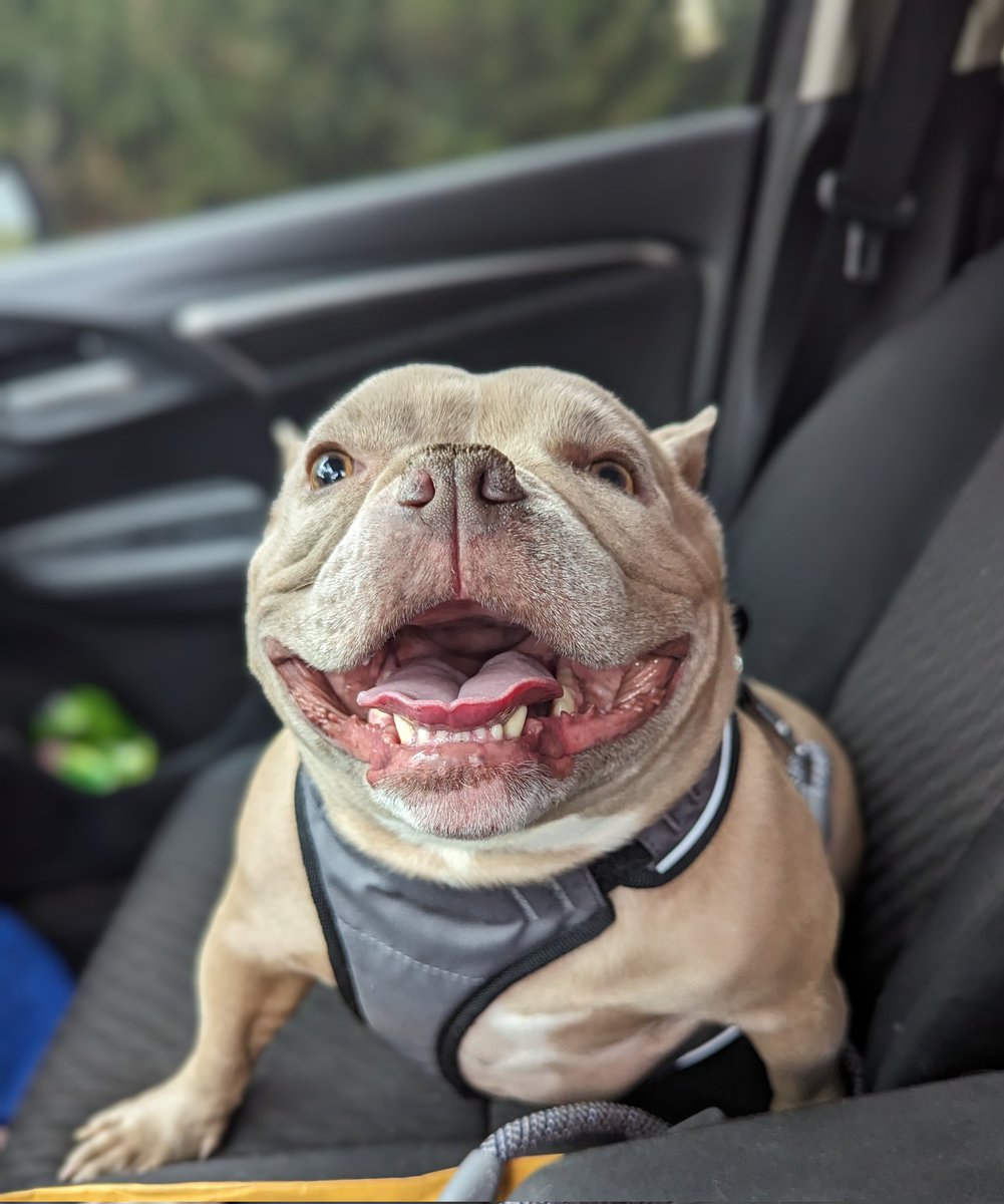 genx_lexi's tweet image. Happy House Hippo 💞

#dogs #happydoggo #pets #love #pocketbully #pitbull #bullybreed 
#upgrade #newplace ❤️❤️❤️