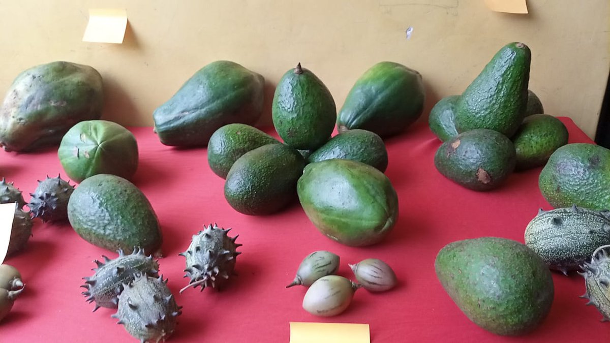 OlepolosC's tweet photo. Many Kenyans are suffering from malnutrition according to food sovereignty survey.
@kilimoKE @Uhaiwetu @Article43Rights @WomenHRDs @NAssemblyKE
#FOODSovereigntyNOW
#NJAARevolution
#SJCWebLaunch https://t.co/qbFi1ddl1J