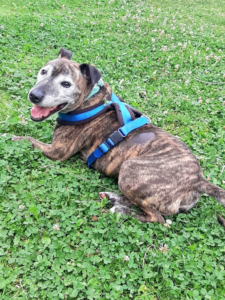 #wednesdaythought  four fantastic fellas all looking for fabulous forever homes plz RT #TeamZay <a href="/SeniorStaffy/">Senior Staffy Club Dog Rescue</a>