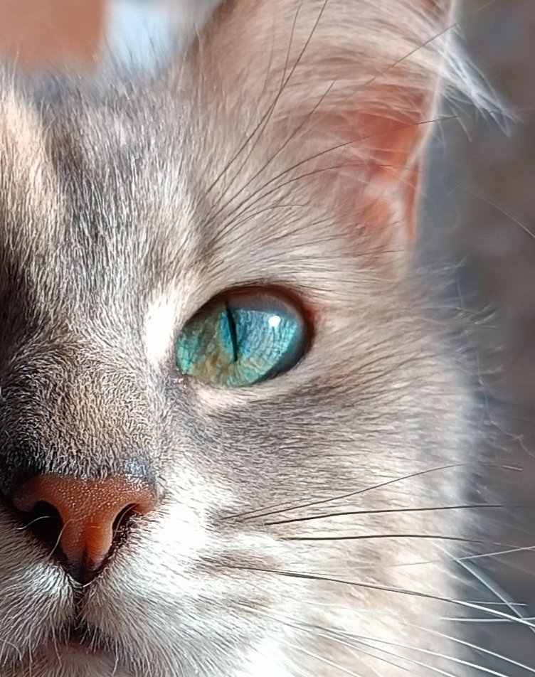 bethlane0's tweet photo. Creo plenamente que mi gata tiene una nebula en sus ojos https://t.co/i0CE6jk7gV