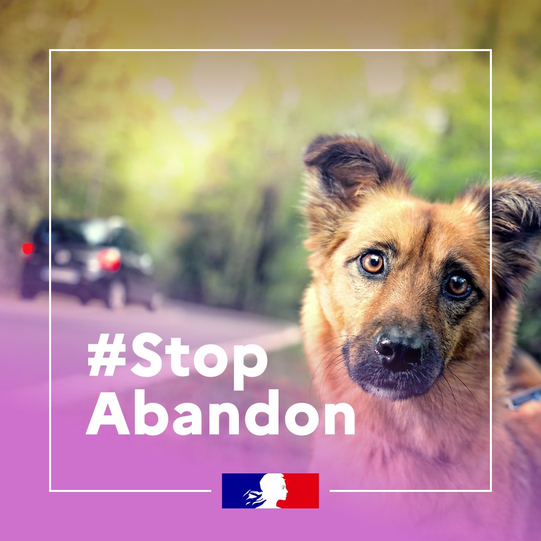 LANGLOIS141's tweet photo. #StopAbandon https://t.co/V4Ke0PzVUV