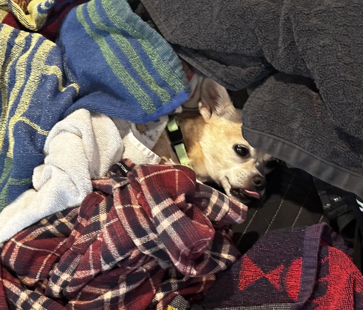 I found Mika hiding under the pile of clean laundry… again. 🙃🧚🏼‍♂️🐶