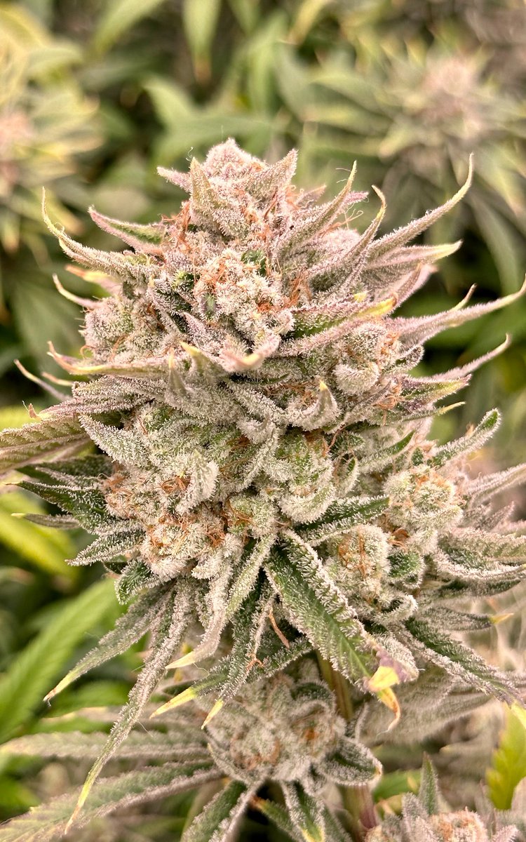 This beauty is Tractor Beam from our good friend <a href="/SHAOLINWELLS/">SHAOLIN WELLS</a>  looking absolutely amazing with the flurry of trichomes encasing this chunky cola
Join our discord to get your grow featured
Greenhousediscord.cc

#Greenthumb #Weedsmokers #CanaFam #Grow #Cannabis #Flowers