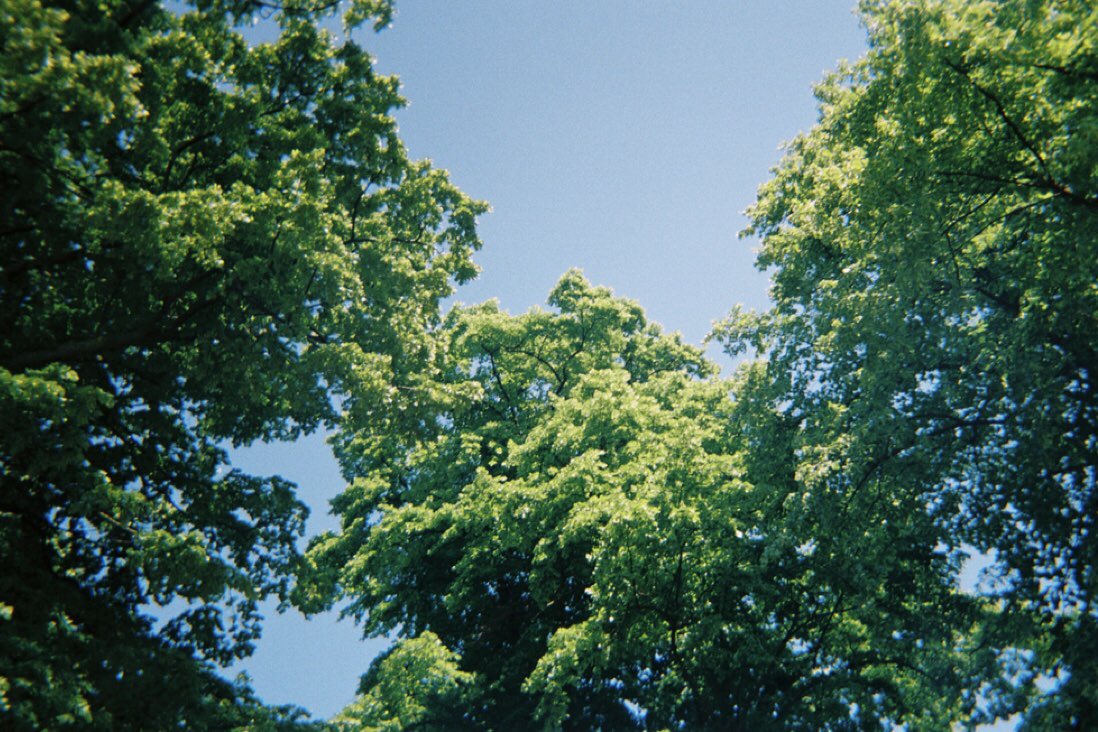 isa_ruffatti's tweet photo. Some photos taken at Hyde Park with a disposable Kodak 35mm camera. 💚

#filmphotography https://t.co/L8pbggSFVs