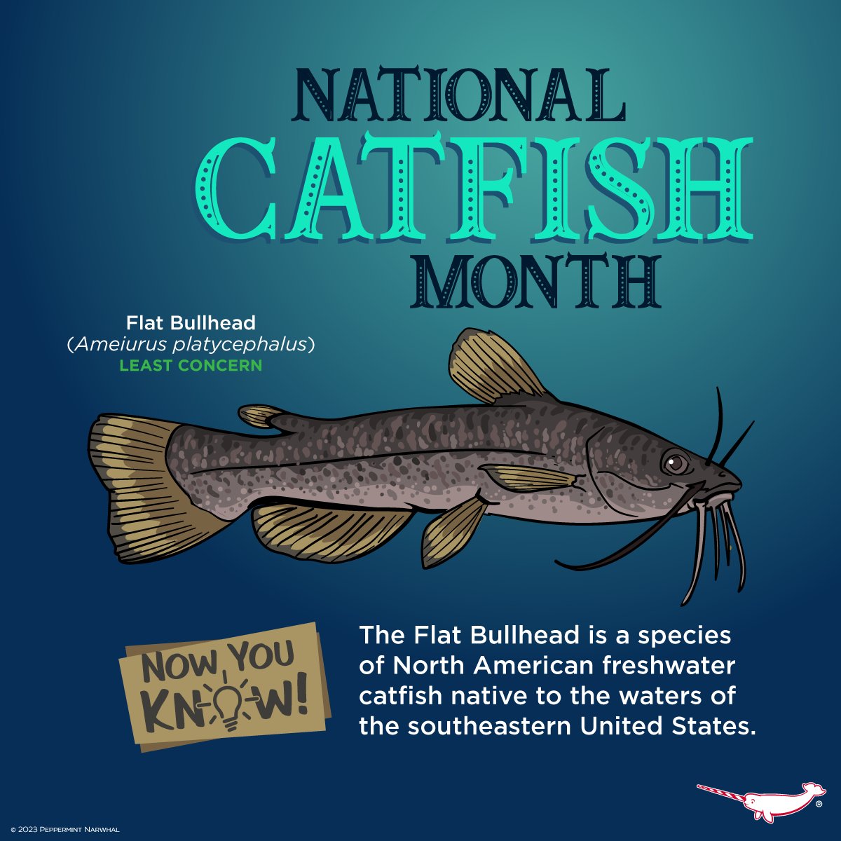 PepomintNarwhal's tweet photo. #NationalCatfishMonth  
#NowYouKnow #FlatBullhead #Catfish

Shop #PeppermintNarwhal https://t.co/gqm4S4eKqn

#CatfishMonth https://t.co/RPM8KTwJ8q