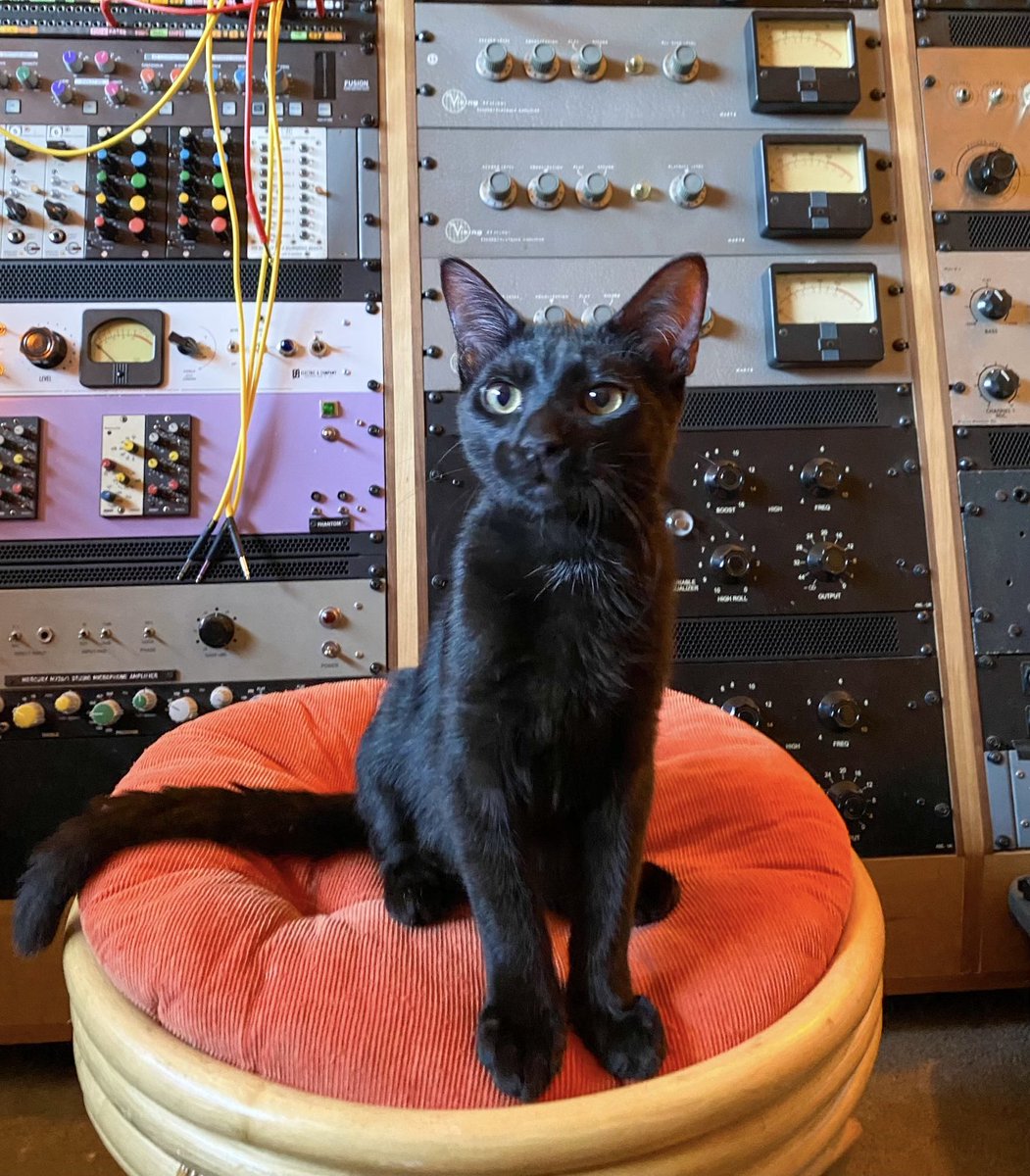 the animal shelter is overcrowded so we’re fostering these bros that haven’t been able to get adopted yet. they are very friggin affectionate though and if you’re looking for a couple sweet boys near santa cruz, ca… maybe adopt these two