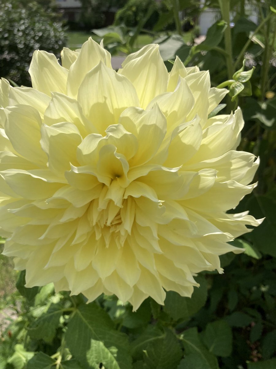 jennyoun's tweet photo. @plantsbloke @GracefulMemer https://t.co/rRvrmPSJO4