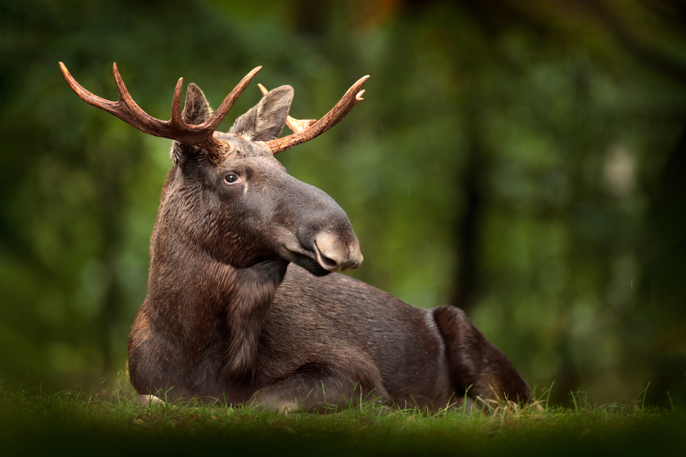 Let's explore the world together without traveling: Elk or moose, wildlife in #Sweden #exploreEarth #sustainableLiving #environmentallyFriendly #NaturePhotograhpy #naturelover #naturelovers