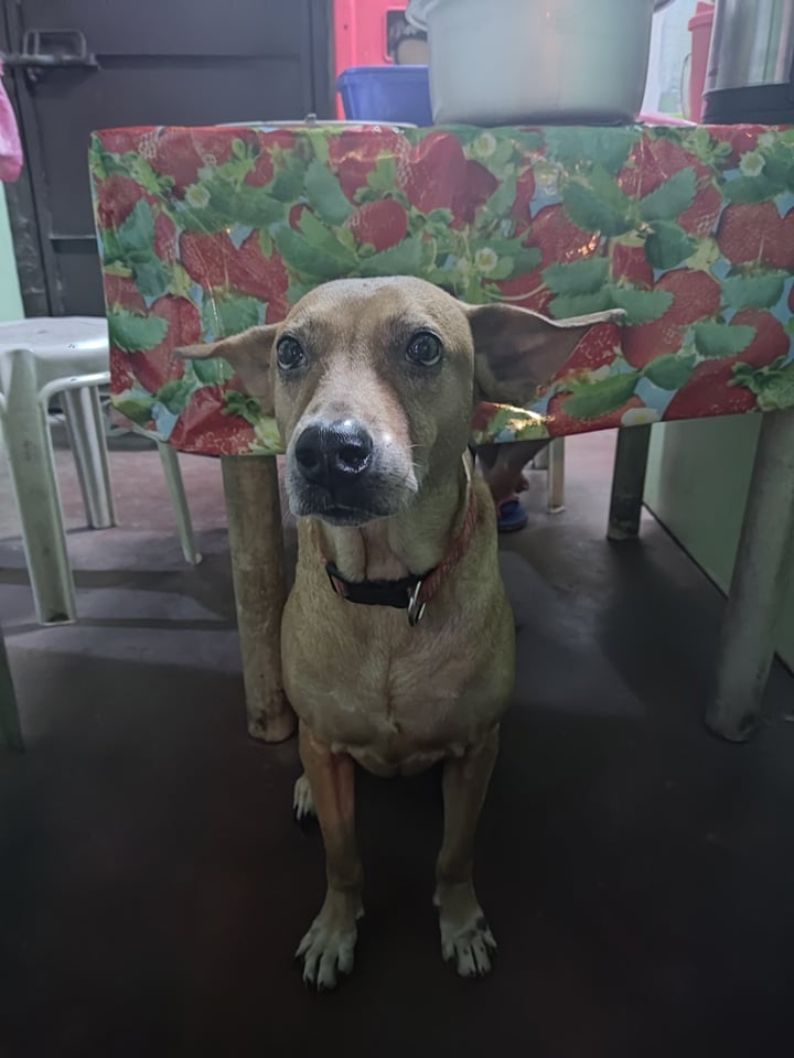 lemonnim__'s tweet photo. Missing‼️ Dog ‼️

Name: Mikmik
Gender: Female
Reward: 5k
Location: Riverside/Commonwealth area, QC

Please help us find our missing furbaby, nawala po siya last August 1 and until now hindi pa din siya nakikita simple RT/shares would help 😭 https://t.co/tgQSJchldH