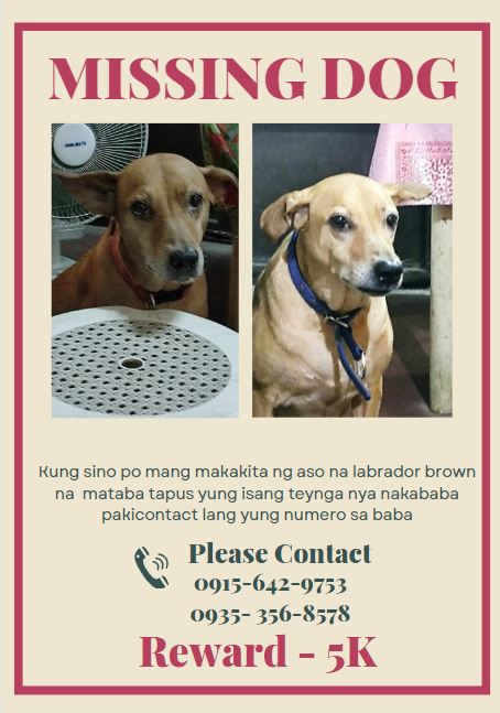 lemonnim__'s tweet photo. Missing‼️ Dog ‼️

Name: Mikmik
Gender: Female
Reward: 5k
Location: Riverside/Commonwealth area, QC

Please help us find our missing furbaby, nawala po siya last August 1 and until now hindi pa din siya nakikita simple RT/shares would help 😭 https://t.co/tgQSJchldH